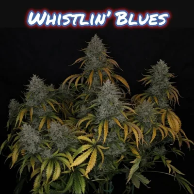 Whistlin' Blues image