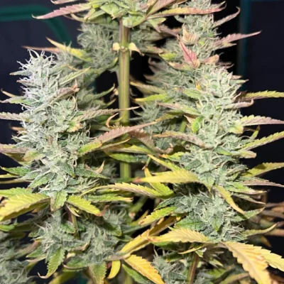 Obsidian Drift Auto | Multiverse Genetics | FEM Autoflower Seeds