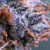 QUARKLE BX | SUBCOOL SEEDS | PHOTOPERIOD CANNABIS SEEDS REGULAR - Image 2