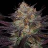 QUARKLE BX | SUBCOOL SEEDS | PHOTOPERIOD CANNABIS SEEDS REGULAR - Image 3