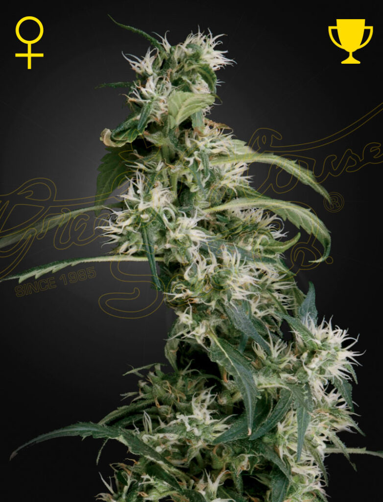 Arjan's Ultra Haze #2 | Green House Seed Co | FEM Photoperiod Seeds