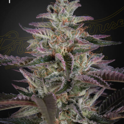 BANANA KRUMBLE | GREEN HOUSE SEED CO | PHOTOPERIOD CANNABIS SEEDS FEMALE