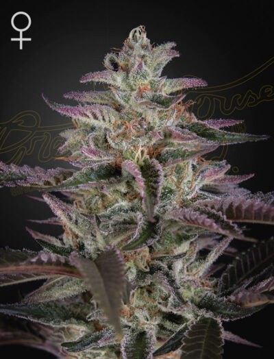 BANANA KRUMBLE | GREEN HOUSE SEED CO | PHOTOPERIOD CANNABIS SEEDS FEMALE