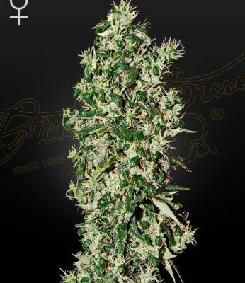 BIG TOOTH | GREEN HOUSE SEED CO | PHOTOPERIOD CANNABIS SEEDS FEMALE