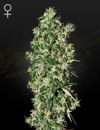 Big Tooth | Green House Seed Co | FEM Photoperiod Seeds