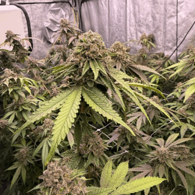 BISCOTTI GELATO | FAST BUDS | PHOTOPERIOD CANNABIS SEEDS FEMALE