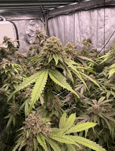 BISCOTTI GELATO | FAST BUDS | PHOTOPERIOD CANNABIS SEEDS FEMALE