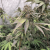 BISCOTTI GELATO | FAST BUDS | PHOTOPERIOD CANNABIS SEEDS FEMALE - Image 2