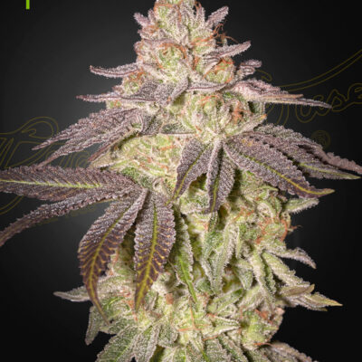 BLACK TOFFEE | GREEN HOUSE SEED CO | AUTOFLOWER CANNABIS SEEDS FEMALE