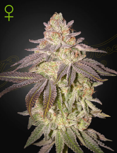 BLACK TOFFEE | GREEN HOUSE SEED CO | AUTOFLOWER CANNABIS SEEDS FEMALE