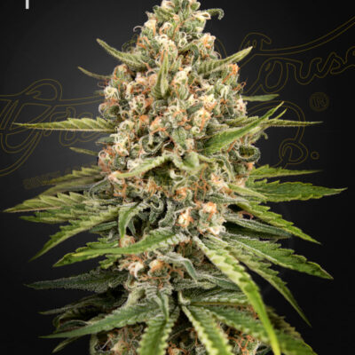 BUBBA SLUSH | GREEN HOUSE SEED CO | PHOTOPERIOD CANNABIS SEEDS FEMALE