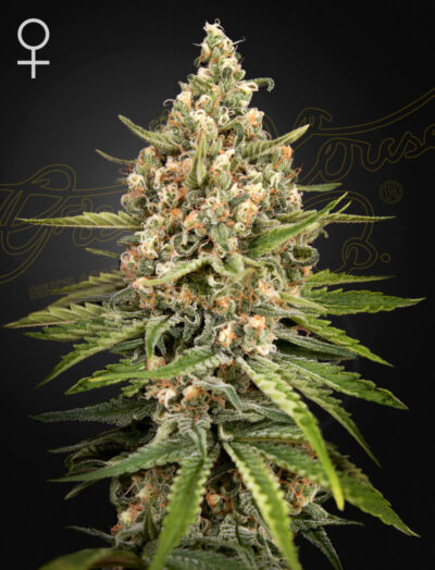 BUBBA SLUSH | GREEN HOUSE SEED CO | PHOTOPERIOD CANNABIS SEEDS FEMALE
