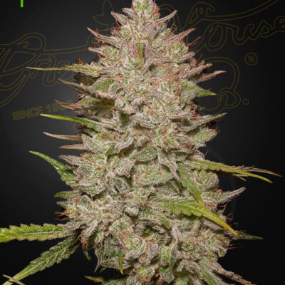 CHEMICAL CANDY | GREEN HOUSE SEED CO | AUTOFLOWER CANNABIS SEEDS FEMALE