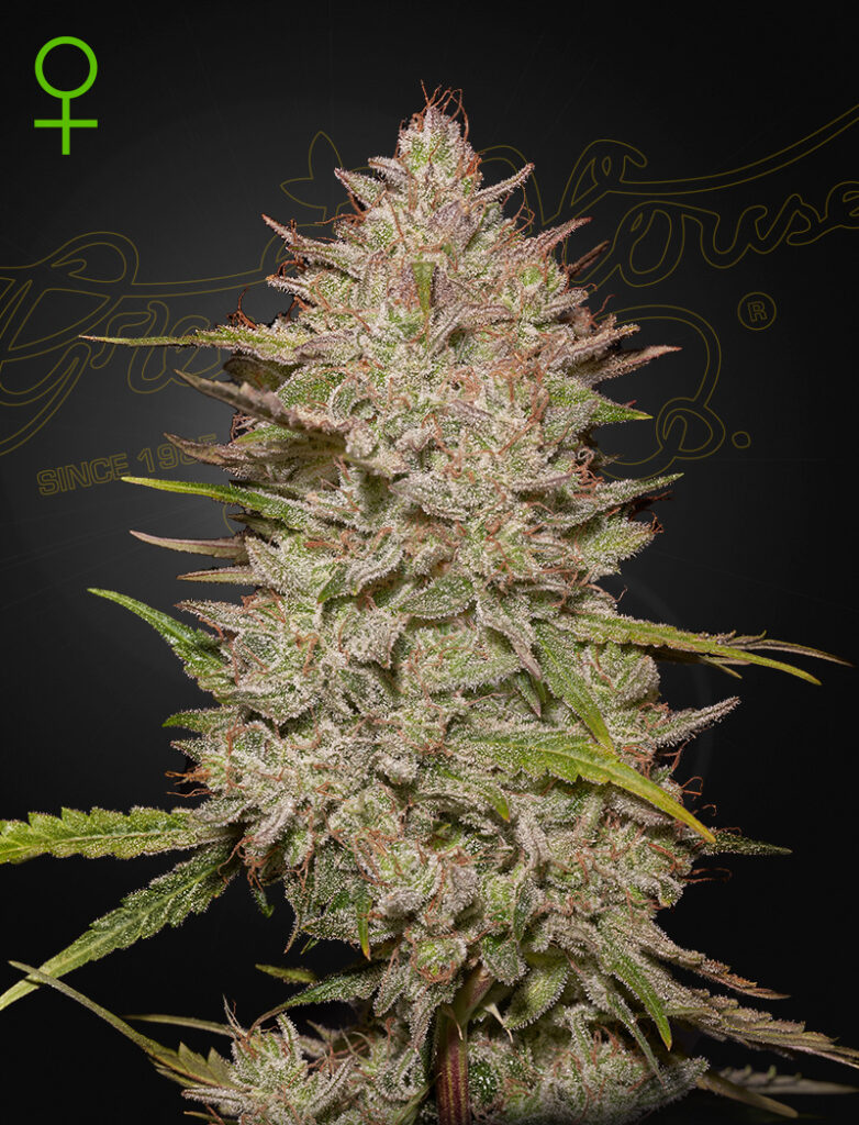 Chemical Candy Auto | Green House Seed Co | FEM Autoflower Seeds