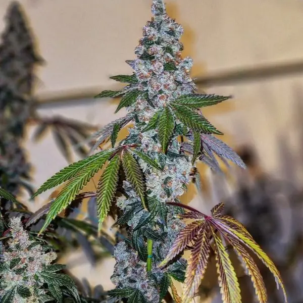 Cherry Pie OG S1 | Ethos Genetics | FEM Photoperiod Seeds