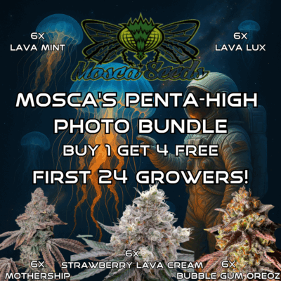 MOSCA PENTA-HIGH 2 PHOTO FEMALE BUNDLE BUY 1 GET 4 FREE!