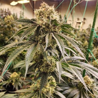 DIRTY BANANA GEN1 | ETHOS GENETICS | PHOTOPERIOD CANNABIS SEEDS FEMALE