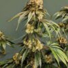 DIRTY BANANA GEN1 | ETHOS GENETICS | PHOTOPERIOD CANNABIS SEEDS FEMALE - Image 2