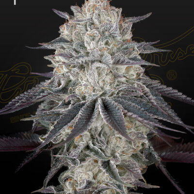 FRANCO'S FULLGASI | GREEN HOUSE SEED CO | PHOTOPERIOD CANNABIS SEEDS FEMALE