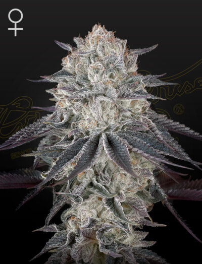 FRANCO'S FULLGASI | GREEN HOUSE SEED CO | PHOTOPERIOD CANNABIS SEEDS FEMALE