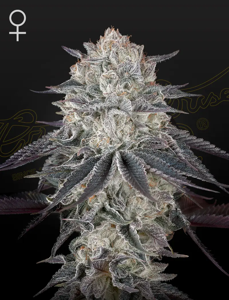 Franco's Fullgasi | Green House Seed Co | FEM Photoperiod Seeds