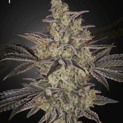 FROSTED GUAVA | GREEN HOUSE SEED CO | AUTOFLOWER CANNABIS SEEDS FEMALE