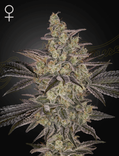 FROSTED GUAVA | GREEN HOUSE SEED CO | AUTOFLOWER CANNABIS SEEDS FEMALE