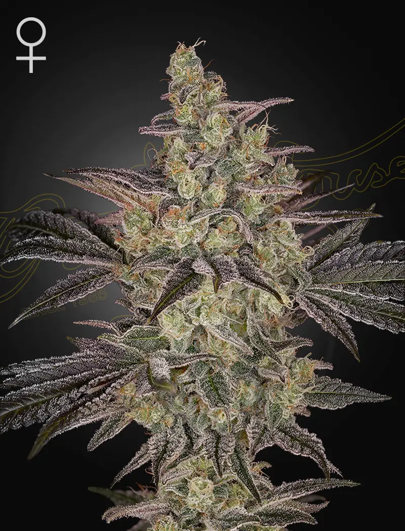 Frosted Guava Auto | Green House Seed Co | FEM Autoflower Seeds