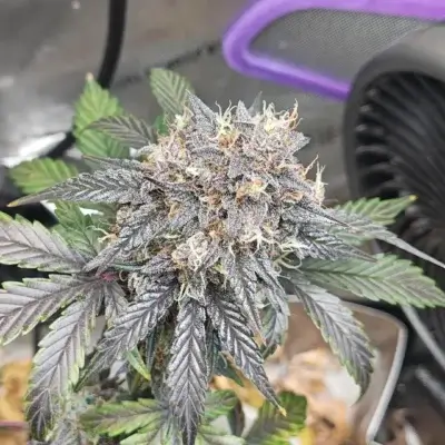 Garlic Nebula Rot Auto | Multiverse Genetics | FEM Autoflower Seeds
