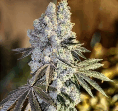 GEN 1 DUET | ETHOS GENETICS | PHOTOPERIOD CANNABIS SEEDS FEMALE