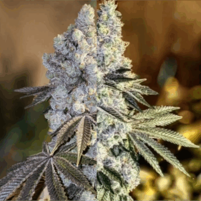 GEN 1 DUET | ETHOS GENETICS | PHOTOPERIOD CANNABIS SEEDS FEMALE