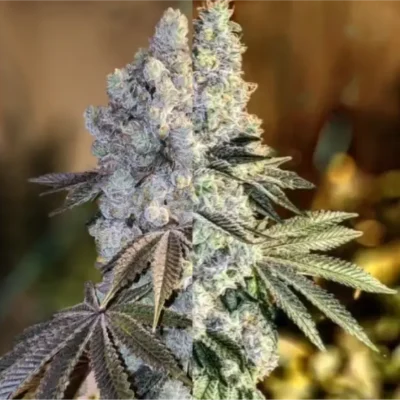 Gen 1 Duet | Ethos Genetics | FEM Photoperiod Seeds