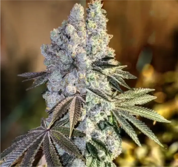 Gen 1 Duet | Ethos Genetics | FEM Photoperiod Seeds