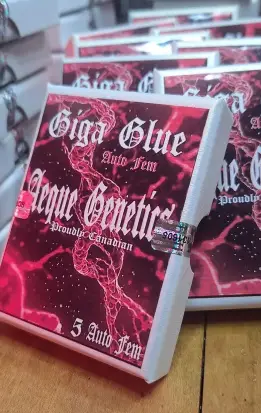 GIGA GLUE | AEQUE GENETICS | AUTOFLOWER CANNABIS SEEDS FEMALE