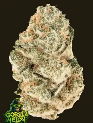 Gorilla Melon | Fast Buds | FEM Photoperiod Seeds