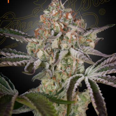 GREAT WHITE SHARK | GREEN HOUSE SEED CO | PHOTOPERIOD CANNABIS SEEDS FEMALE