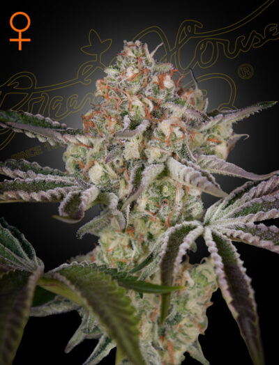 GREAT WHITE SHARK | GREEN HOUSE SEED CO | PHOTOPERIOD CANNABIS SEEDS FEMALE