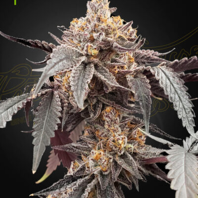 GUAVA X GELATO 41 | GREEN HOUSE SEED CO | AUTOFLOWER CANNABIS SEEDS FEMALE