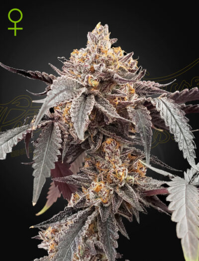 GUAVA X GELATO 41 | GREEN HOUSE SEED CO | AUTOFLOWER CANNABIS SEEDS FEMALE