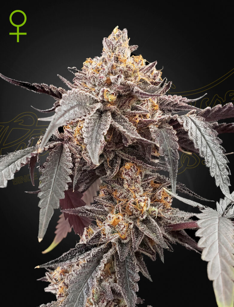 Guava X Gelato 41 Auto | Green House Seed Co | FEM Autoflower Seeds