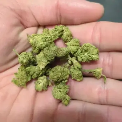 GUSH MINTZ SMALLS | THCA FLOWER | THCA 28.48%