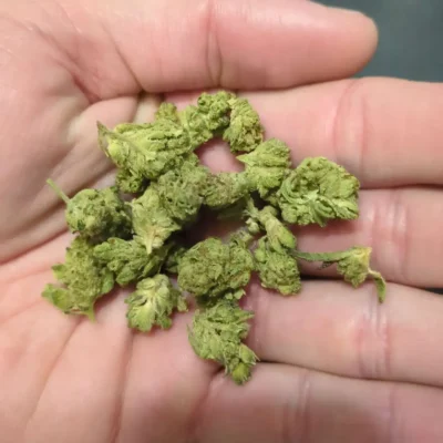 GUSH MINTZ SMALLS Ounce | THCA FLOWER | THCA 28.48%