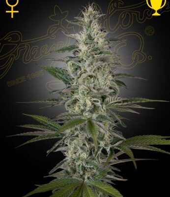 HAWAIIAN SNOW | GREEN HOUSE SEED CO | PHOTOPERIOD CANNABIS SEEDS FEMALE
