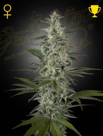 Hawaiian Snow | Green House Seed Co | FEM Photoperiod Seeds
