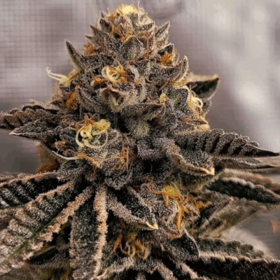 HEPTANE | AEQUE GENETICS | PHOTOPERIOD CANNABIS SEEDS FEMALE