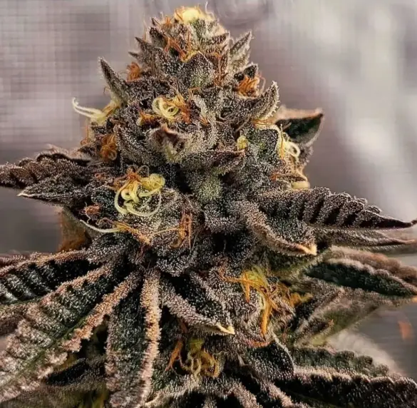 HEPTANE | AEQUE GENETICS | PHOTOPERIOD CANNABIS SEEDS FEMALE