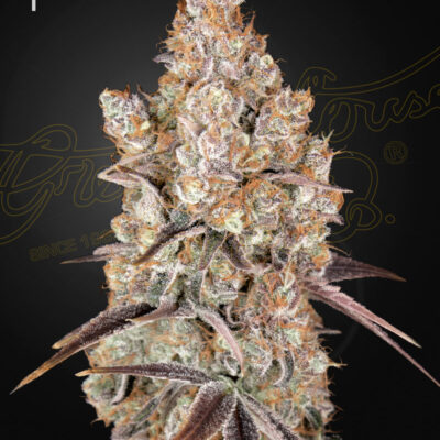HOLY SNOW | GREEN HOUSE SEED CO | PHOTOPERIOD CANNABIS SEEDS FEMALE