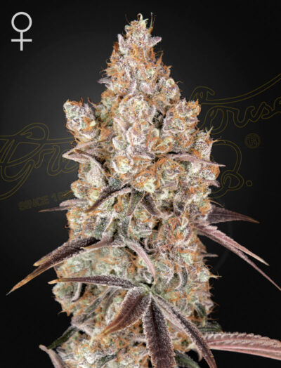 HOLY SNOW | GREEN HOUSE SEED CO | PHOTOPERIOD CANNABIS SEEDS FEMALE
