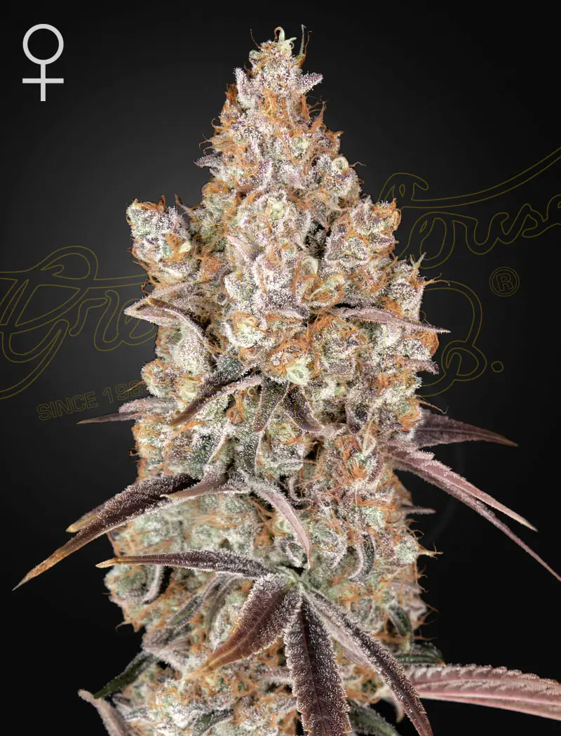 Holy Snow | Green House Seed Co | FEM Photoperiod Seeds