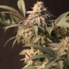 LEMON CHERRY RUNTZ | FAST BUDS | PHOTOPERIOD CANNABIS SEEDS FEMALE - Image 2